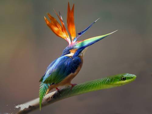 photoshop çalışmam