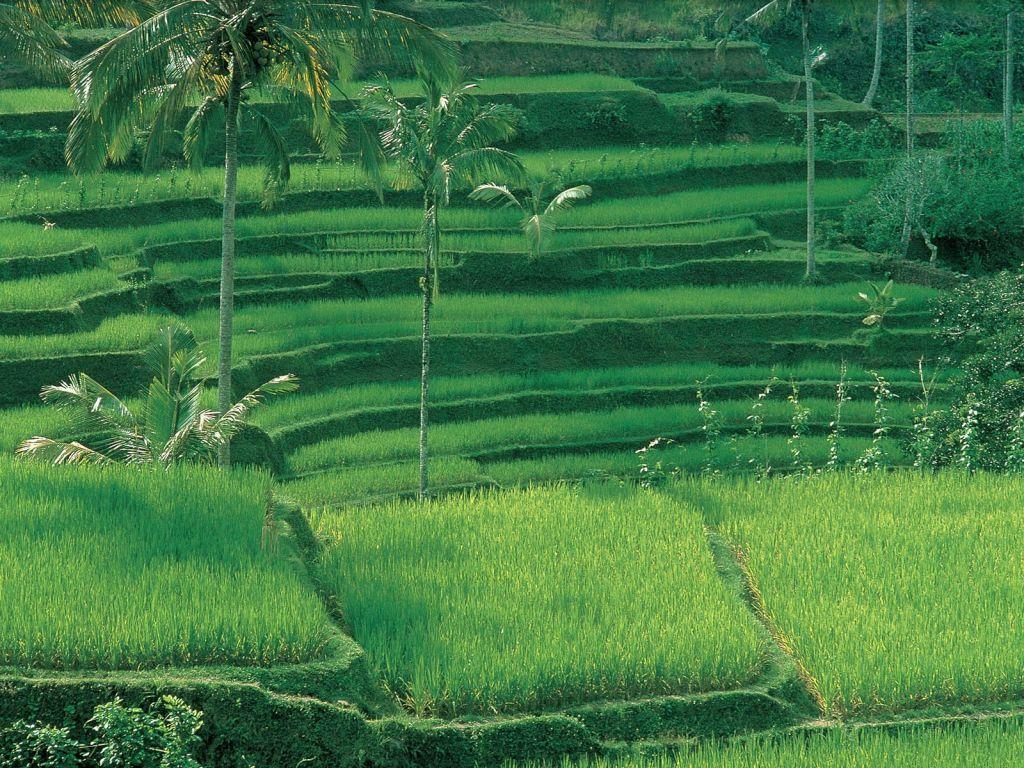 Pirinç tarlaları-09