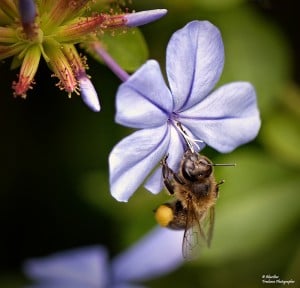 plumbago üzerindeki arı