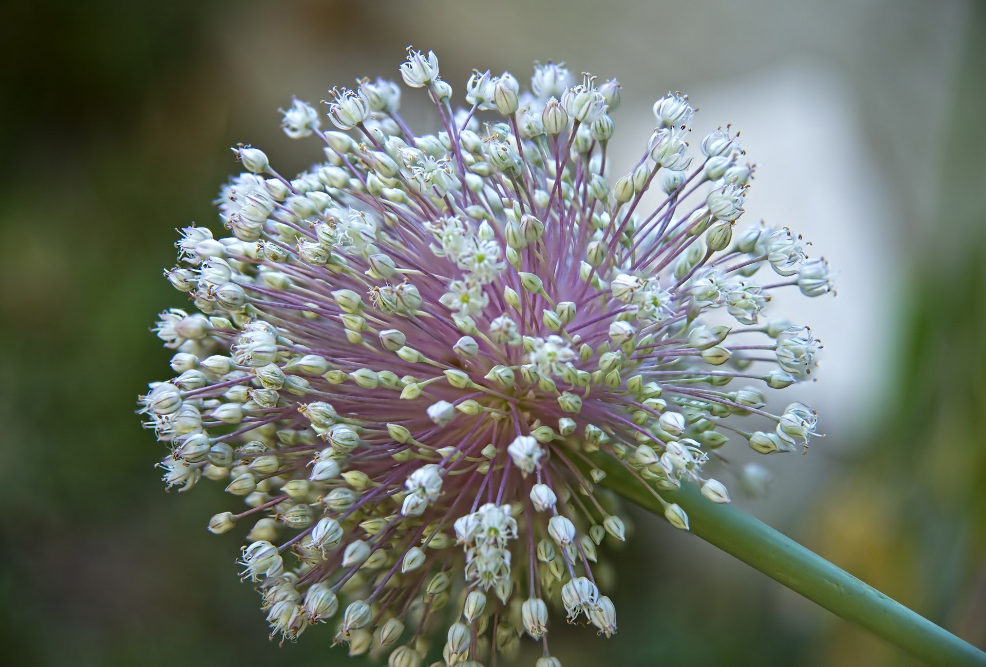 pırasa çiçeği resimleri