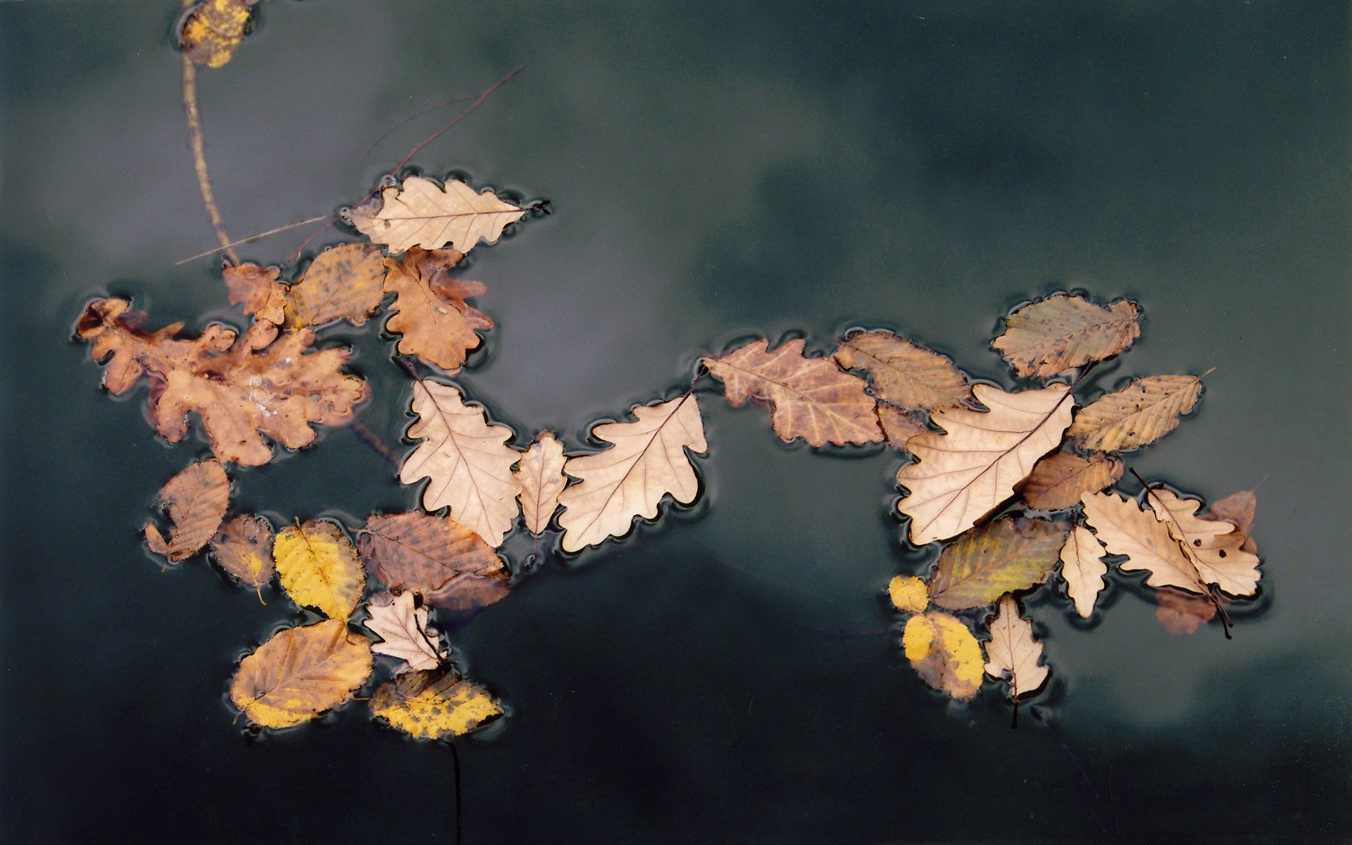 renklerin mükemmel uyumu