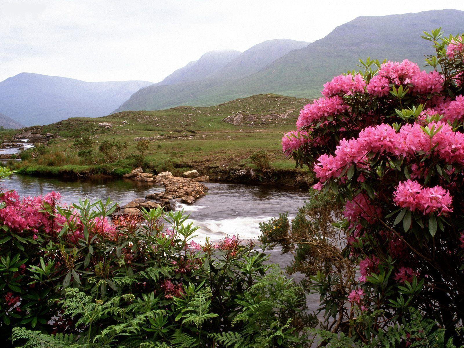 rhododendrons_bloom_along_the_river_bundorragha_ireland-1301514761