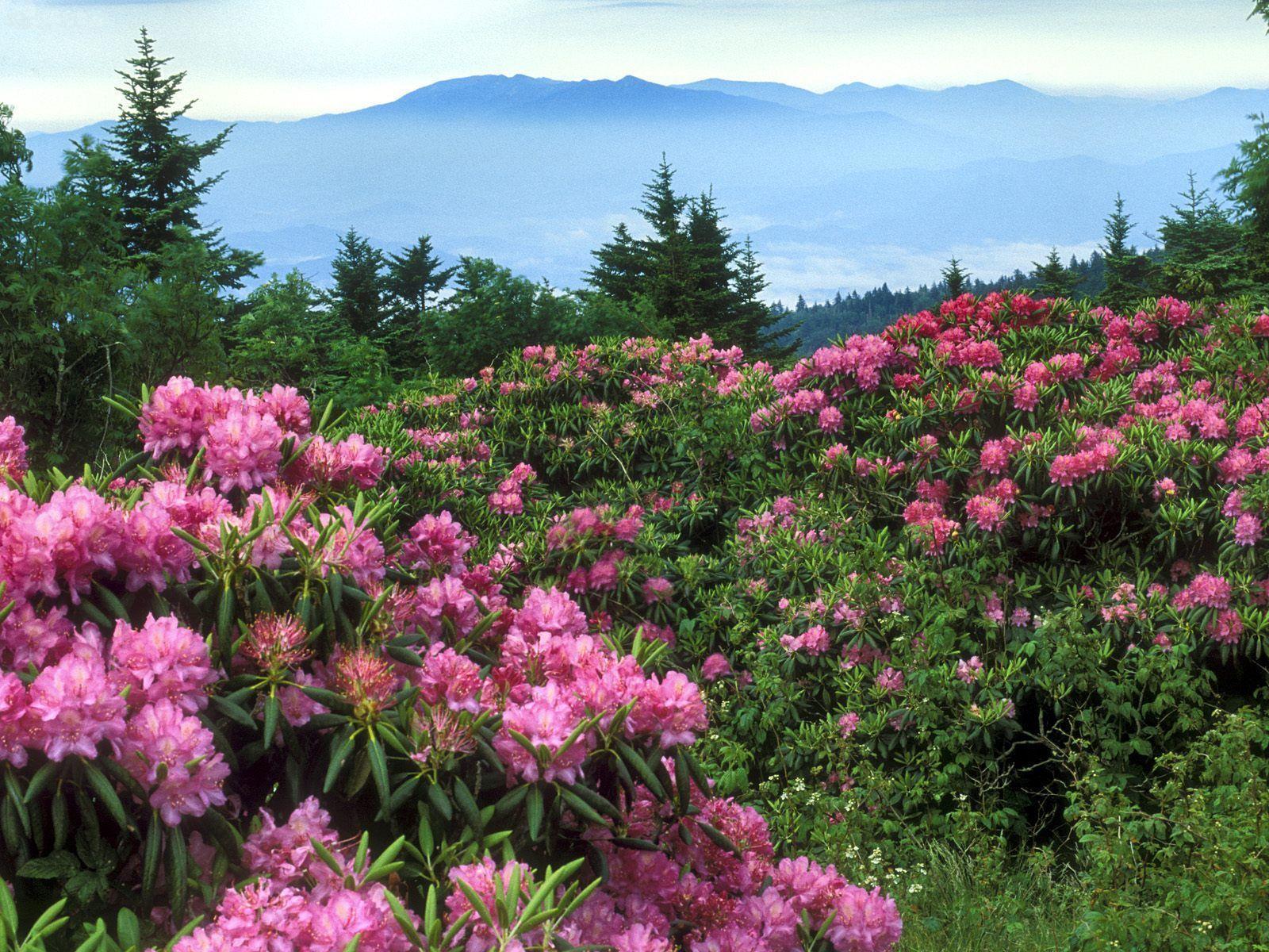 rhododendrons_mountain_north_carolina-1301515711