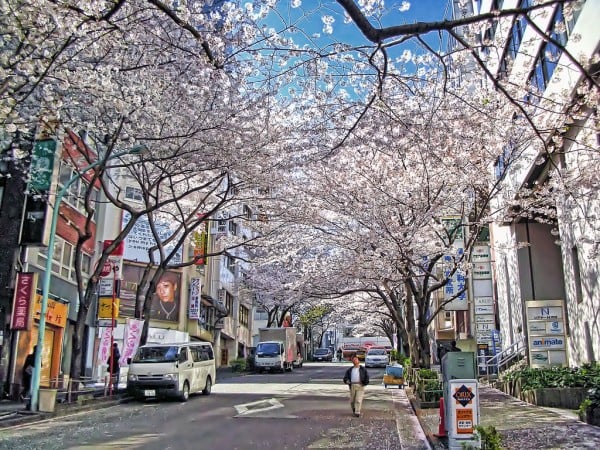 tokyo sakura ağaçları