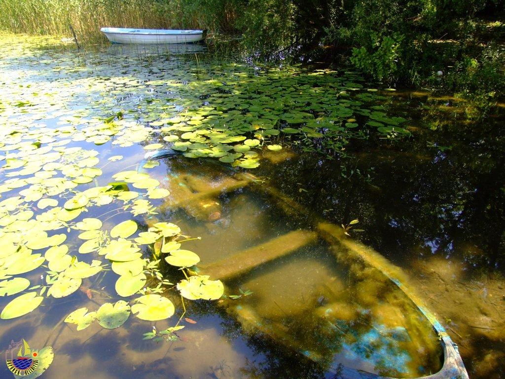 sapanca-nilufer-1298941211