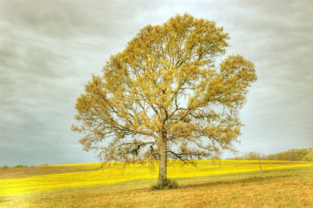 sarı arazi ve ağaç