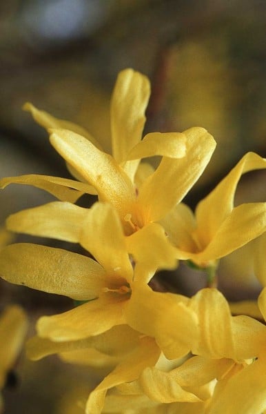 sarı tonlu çiçek