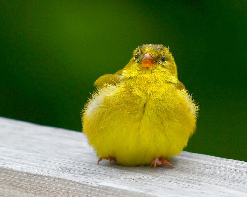 sarı kuşlar