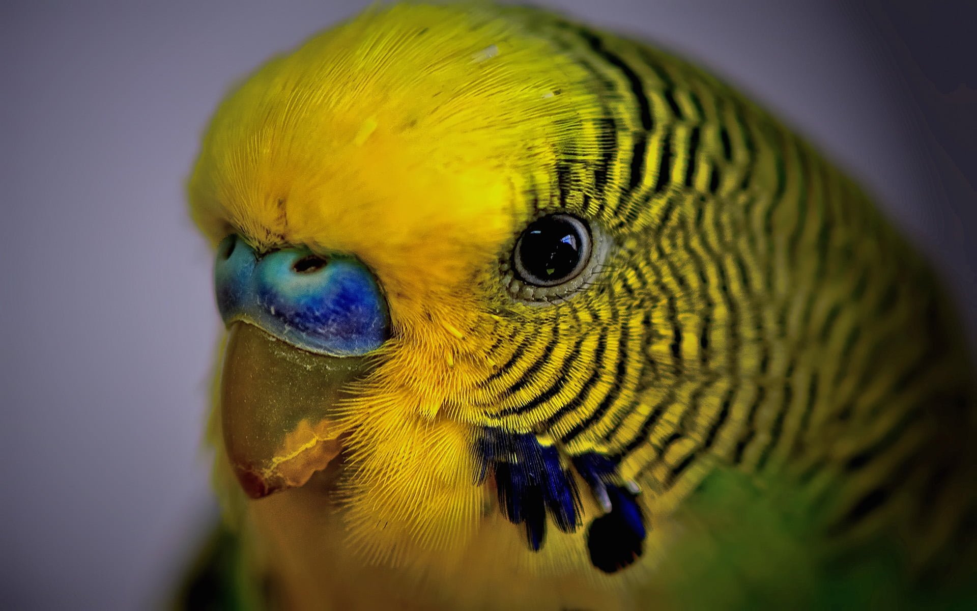 sarı yeşil muhabbet kuşu