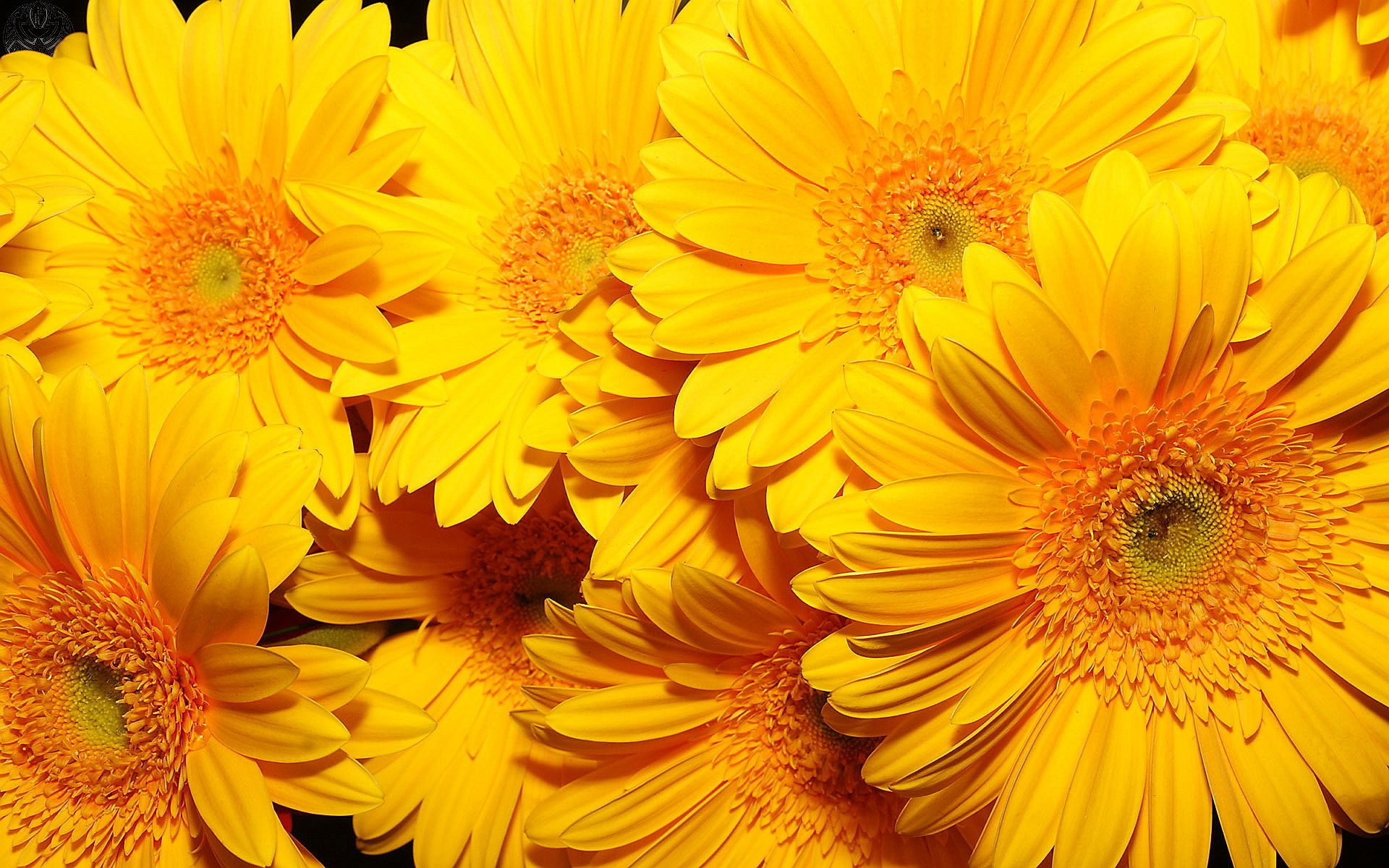 Sarı Türk Çiçeği