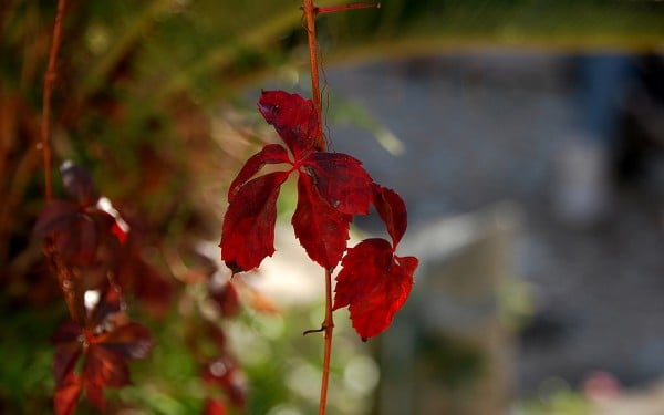 sonbahar kırmızı yaprak