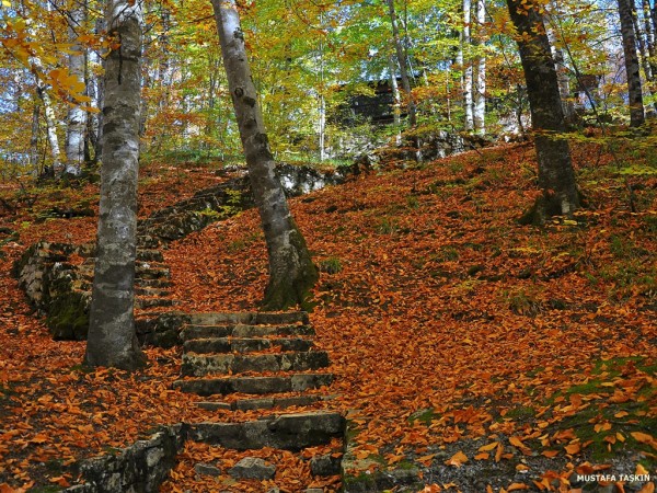 sonbahar yaprakları ve taş merdiven