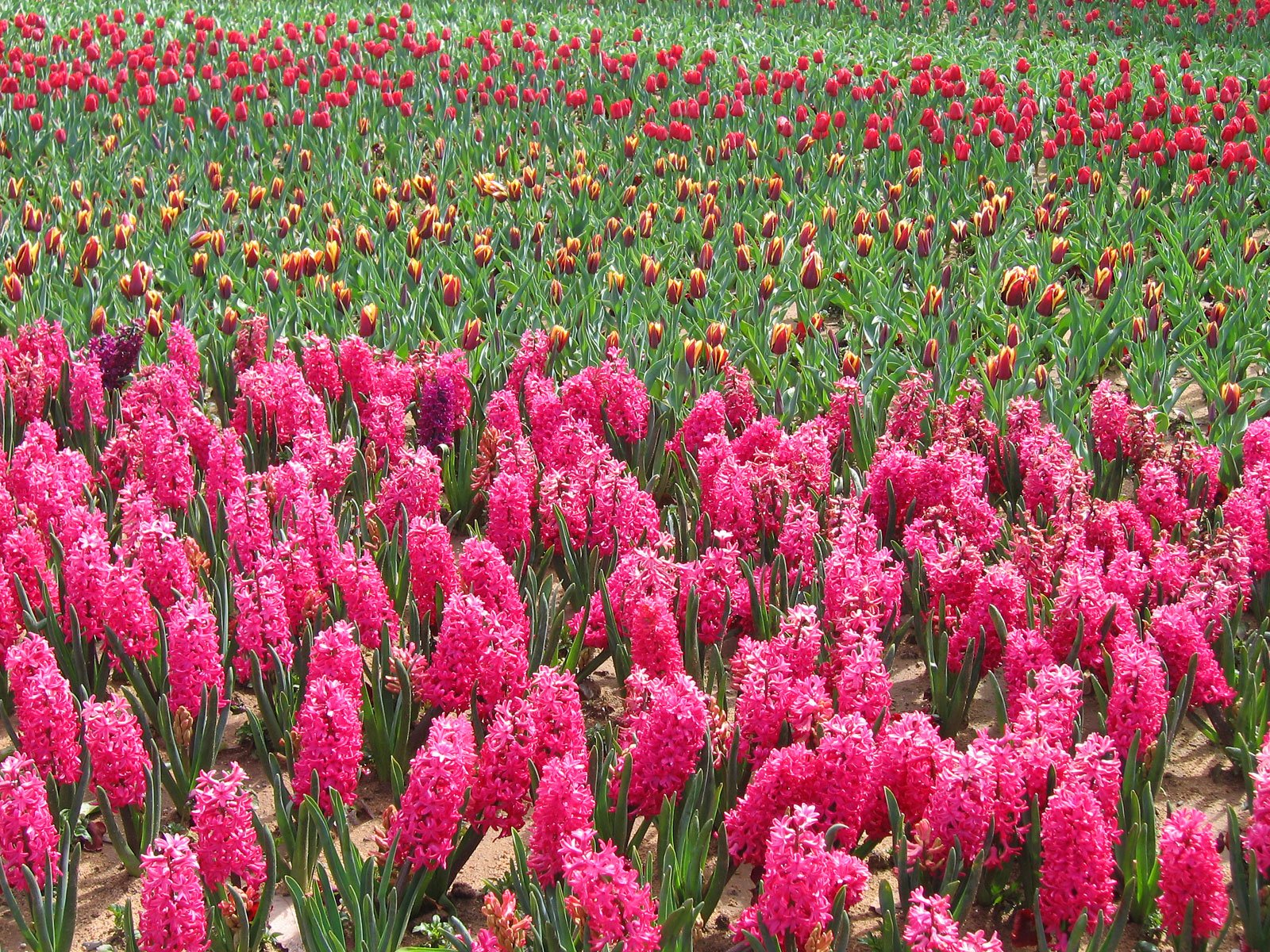 sumbul-ve-laleler-1301507554