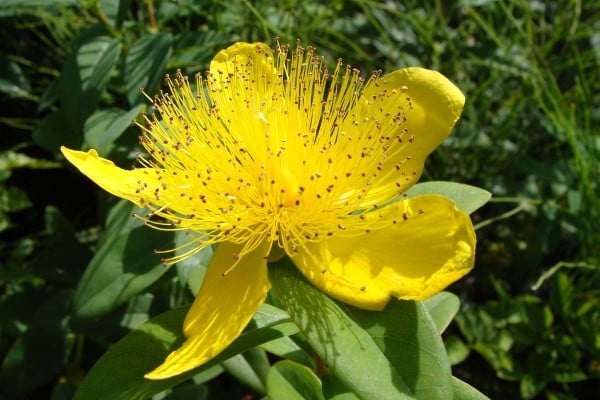 süper sarı çiçek