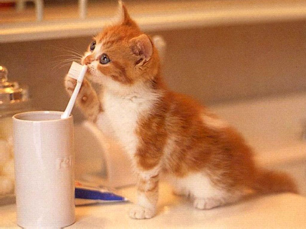 süt içen kedi