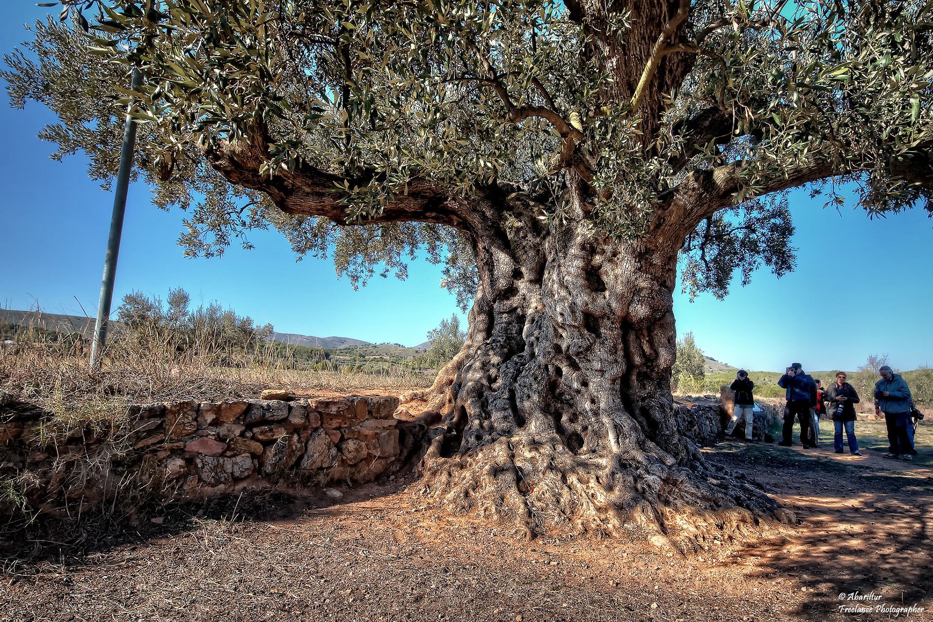 tarihi zeytin ağacı