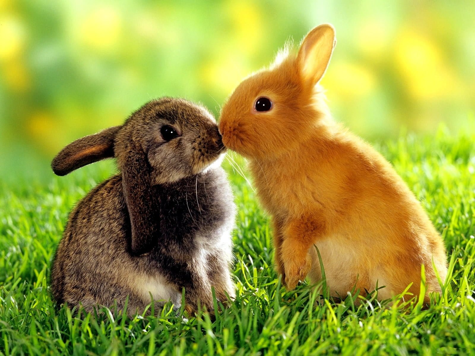 tavşanların aşkı