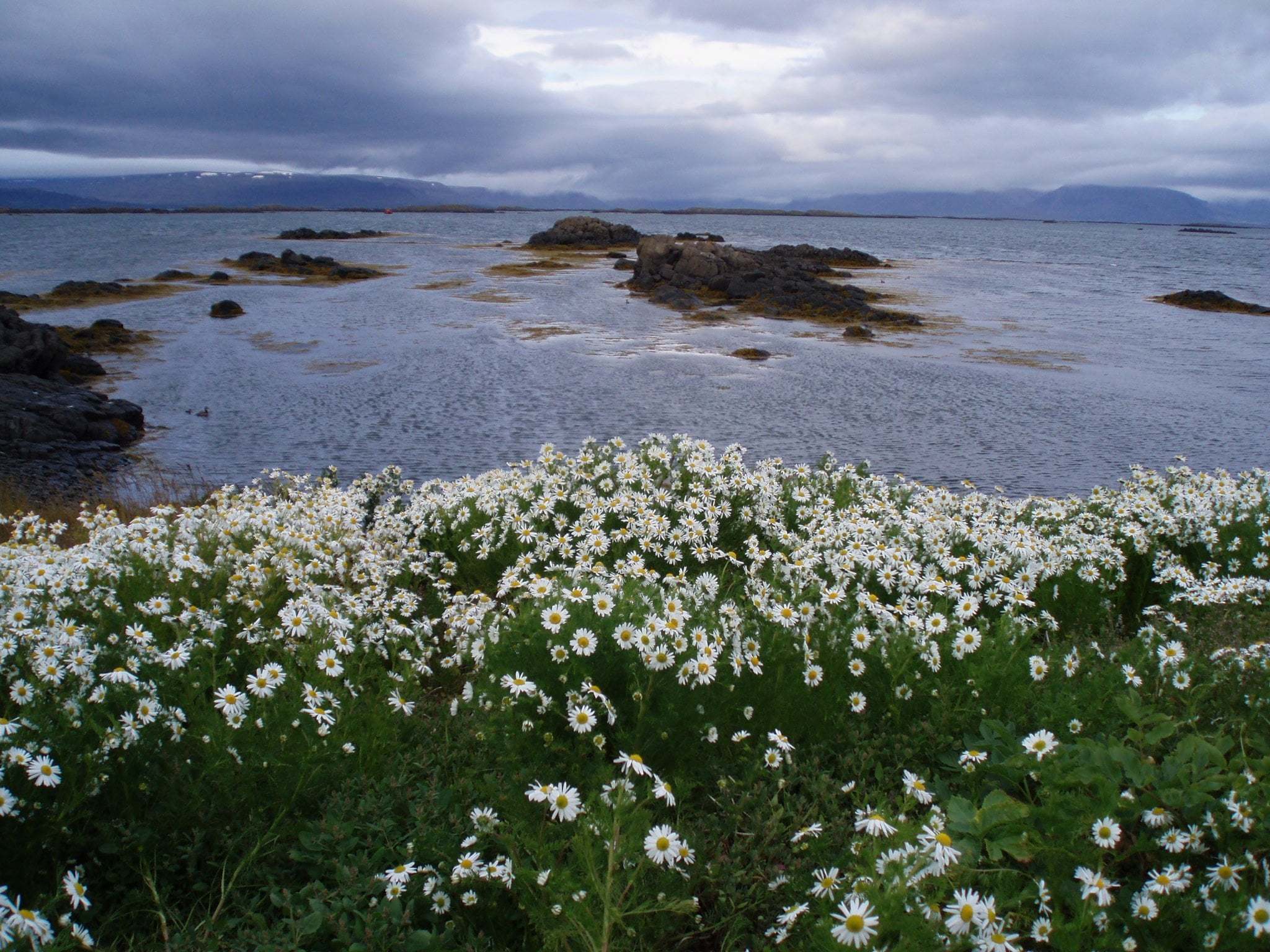 tripleurospermum_maritimum_inodorum_iceland-68-1303762823