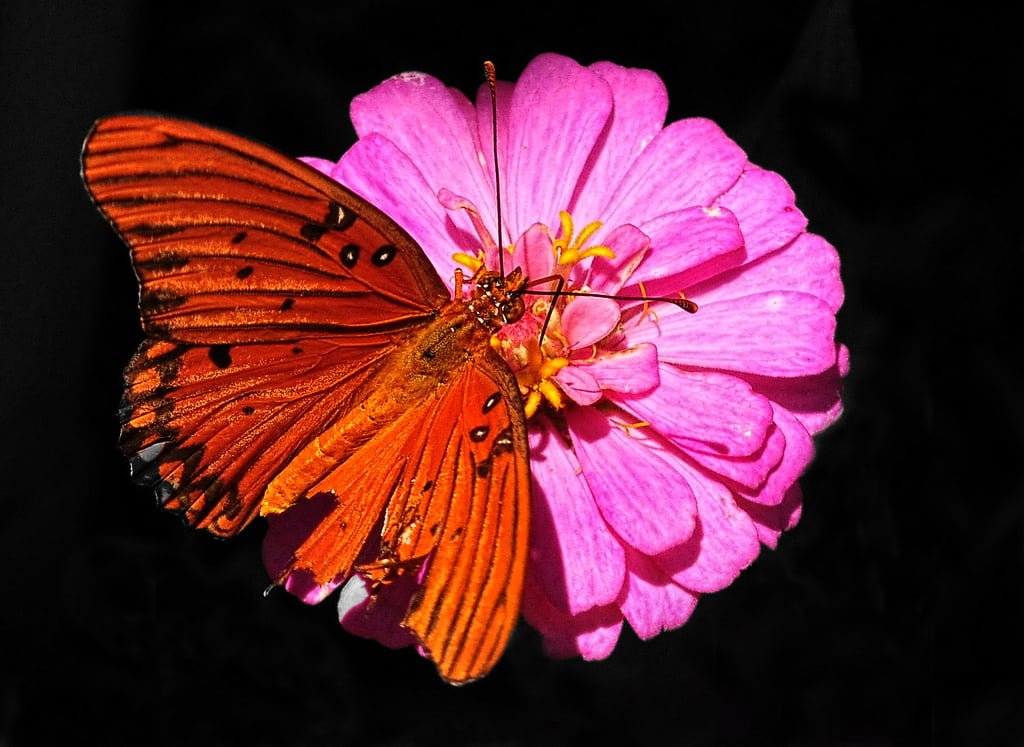 turuncu kelebek ve pembe çiçek