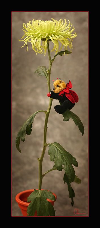 uyuyan uğur böceği