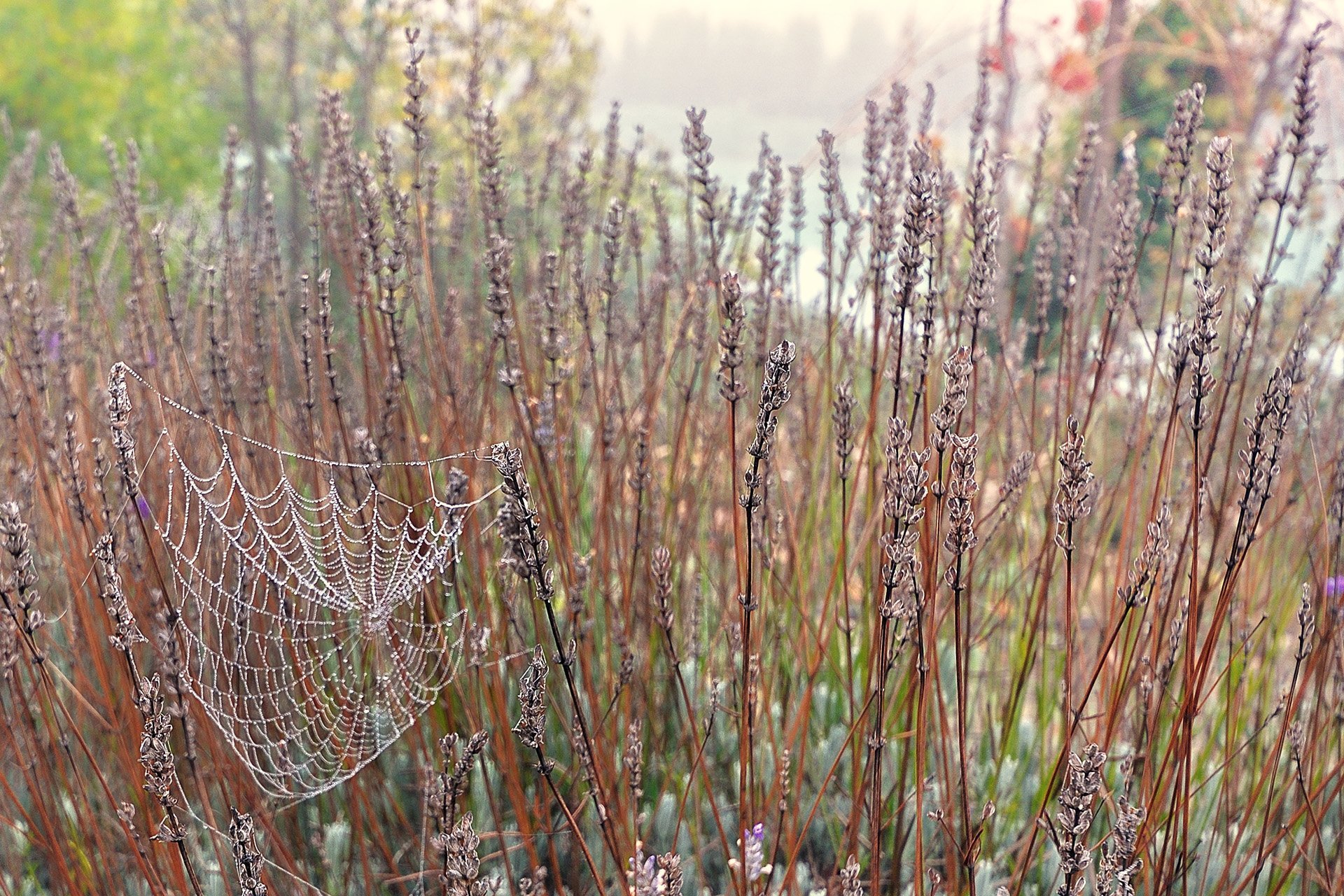 valencia örümcek ağı