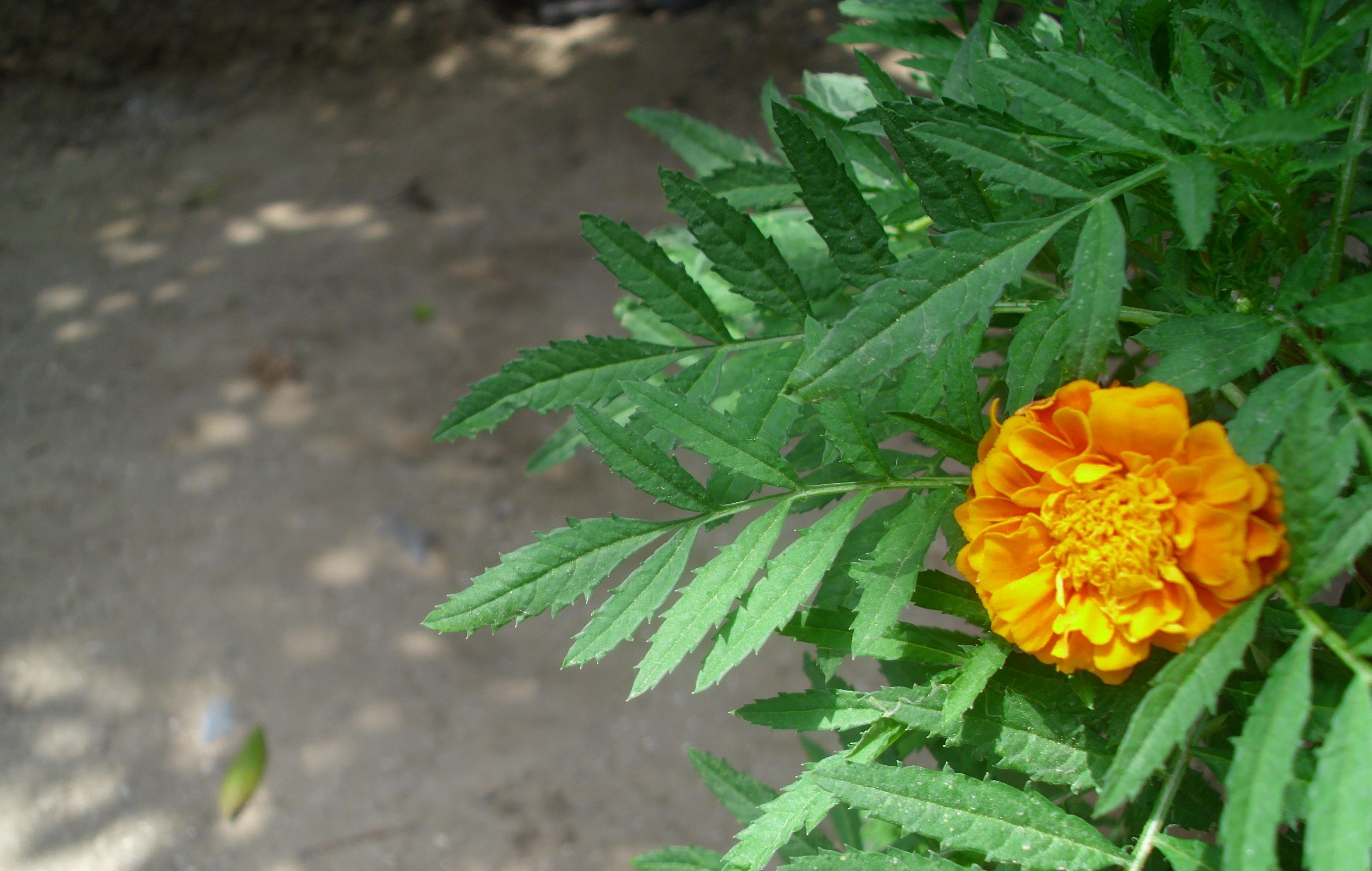 yakın çekim çiçek resmi