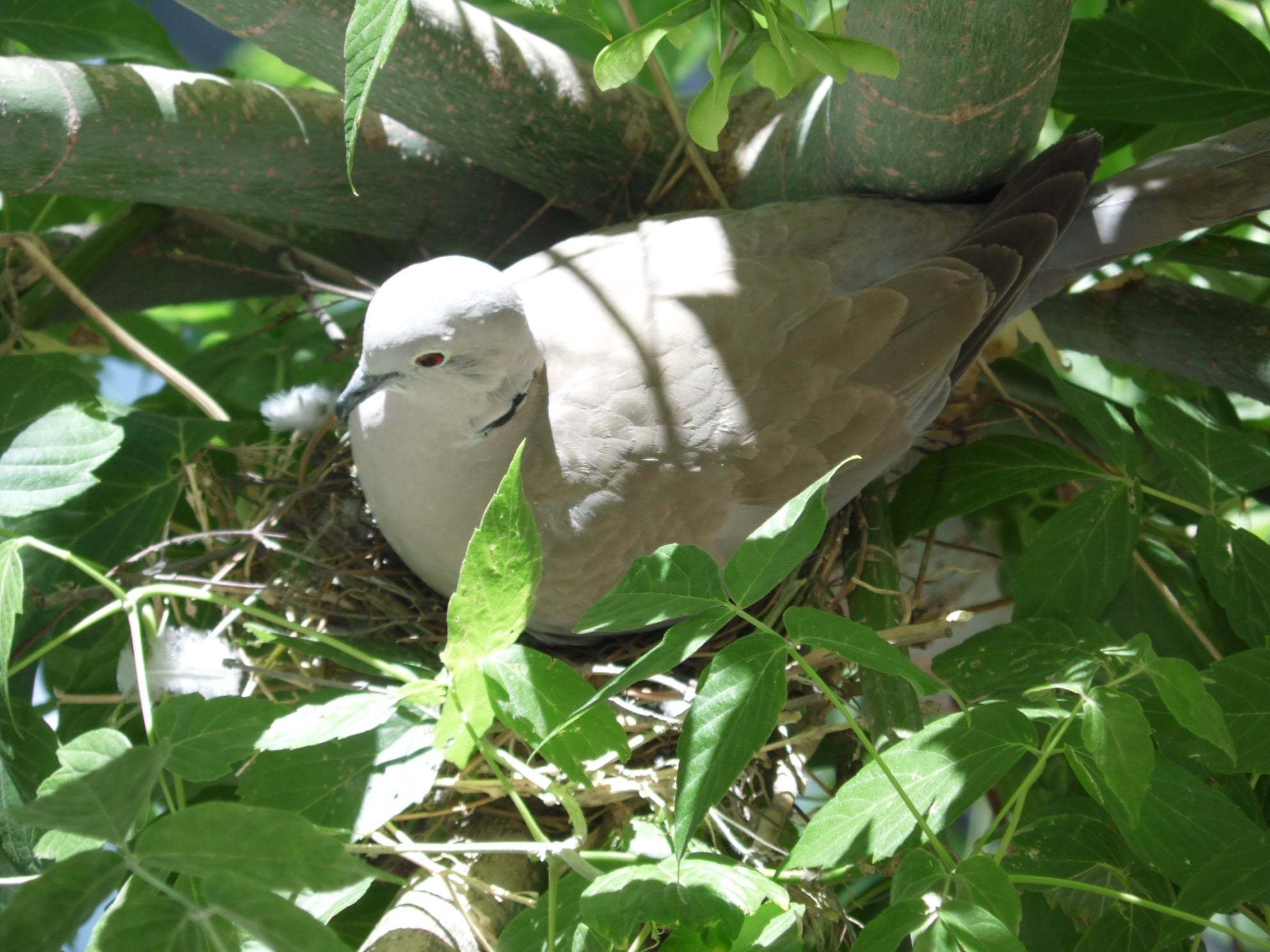 yavru bekleyen kumru