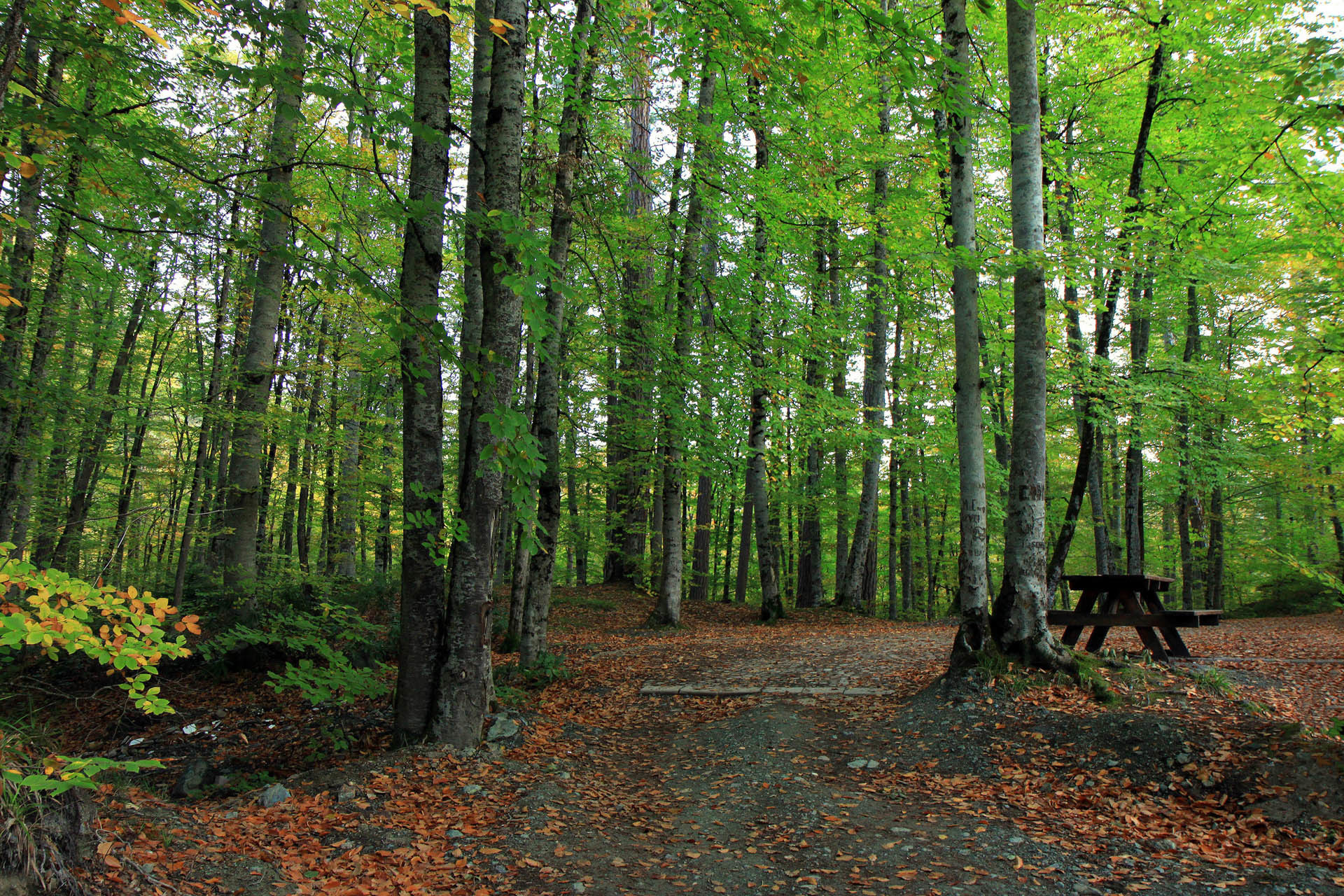 yedigöller milli parkı