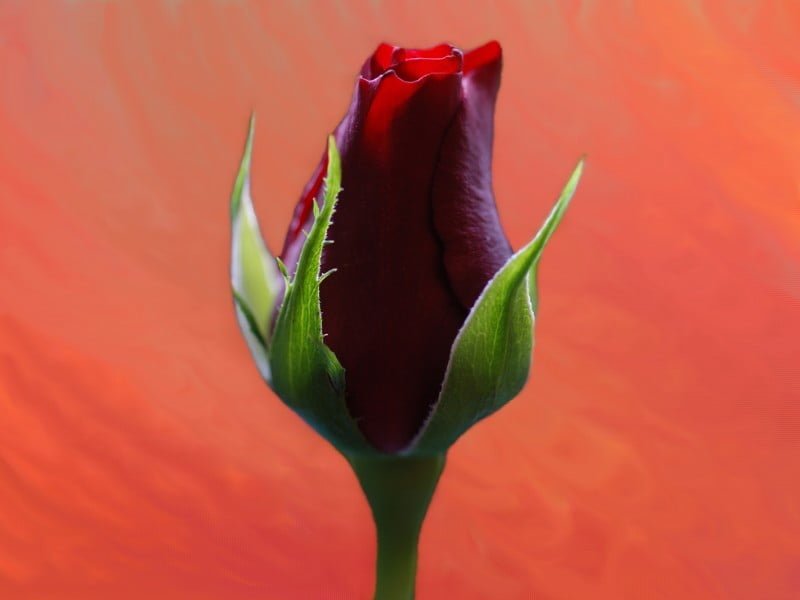 yeni açacak kırmızı gül