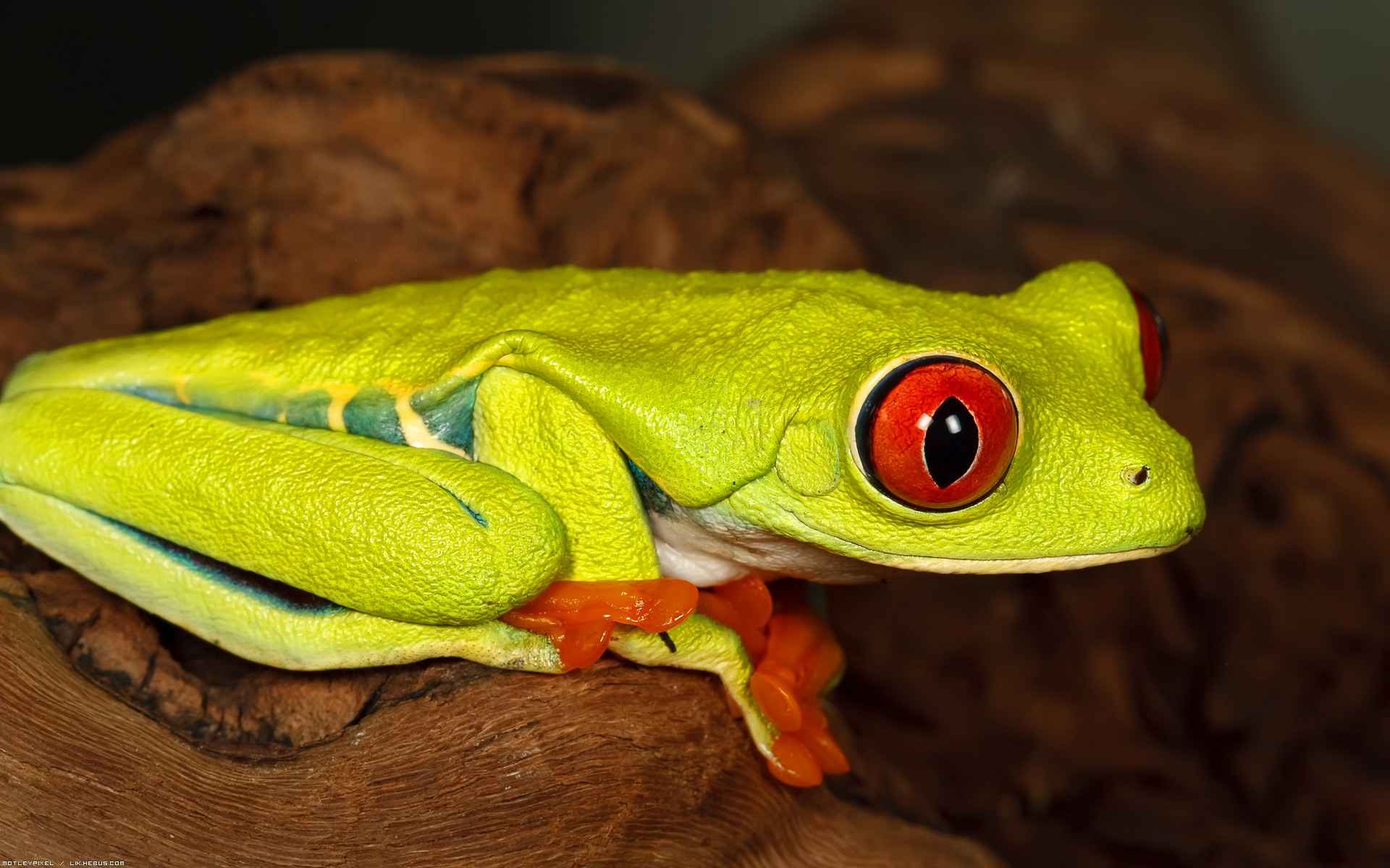 yeşil kurbağa resmi