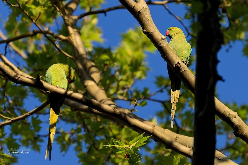 yeşil papağan