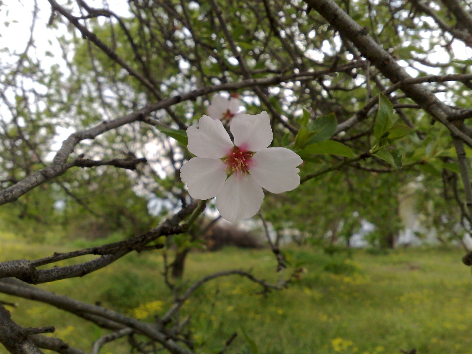 yolağzı köyünde bahar