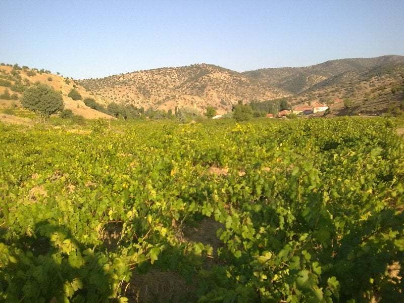 yozgat sarayözü köyü