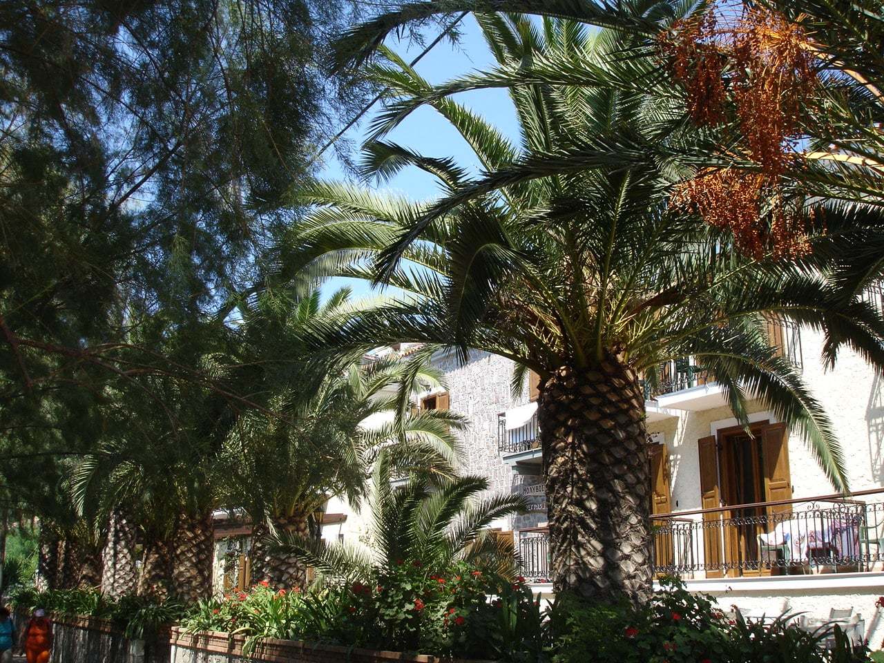 yunanistan palmiyeler