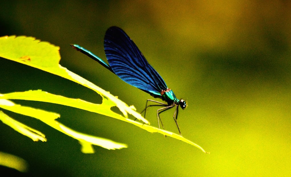 yusufçuk kuşu fotoğrafları