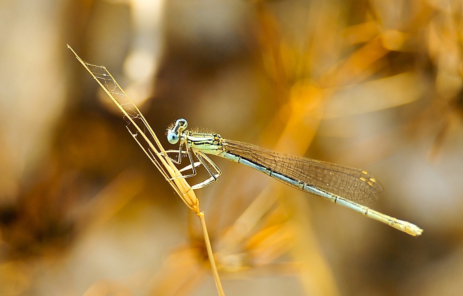 yusufçuk resimleri - 2