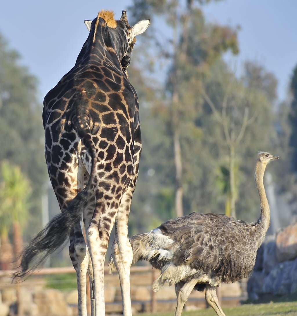 zürafa ve deve kuşu