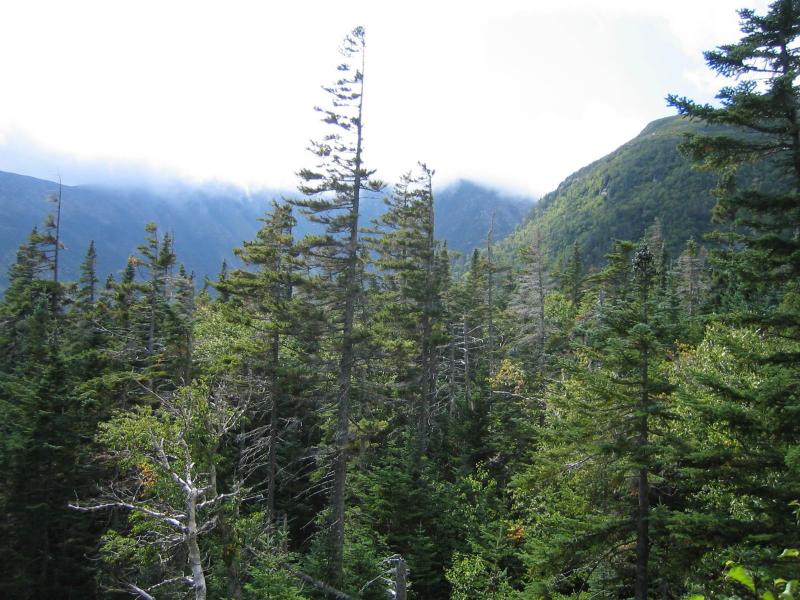 Çam Ağaçları ve Arkasındaki Sisli Dağlar