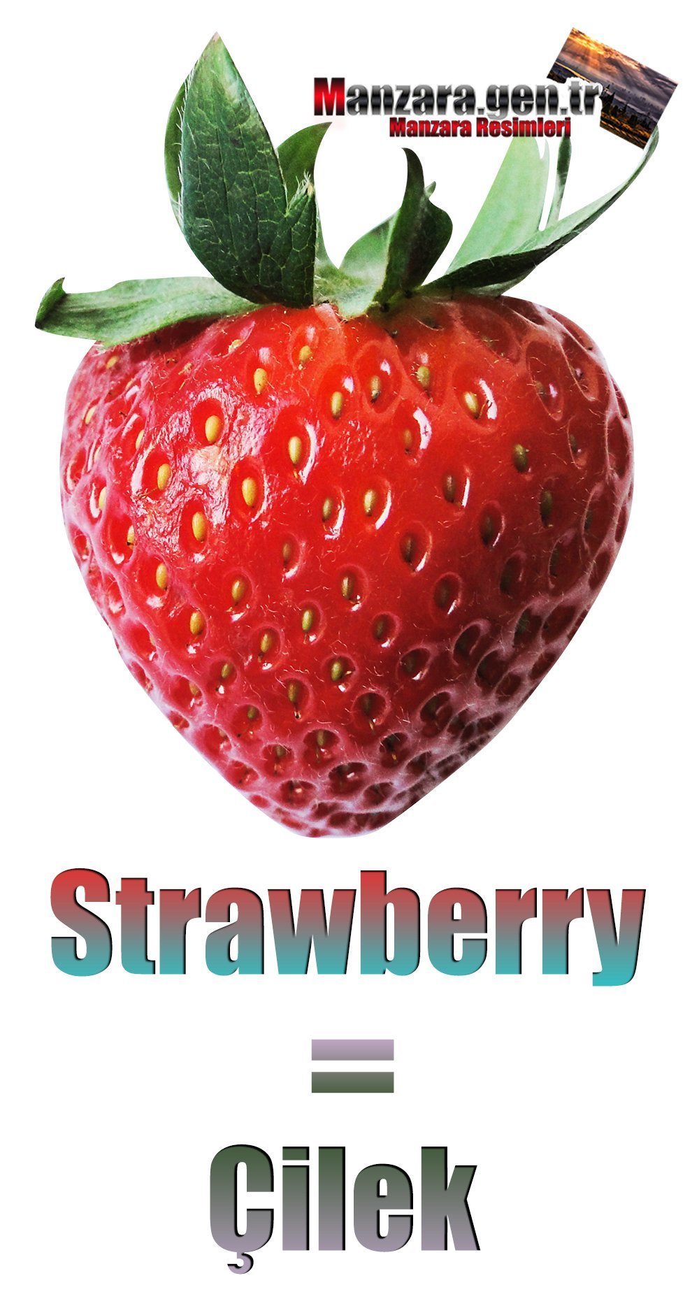 Çileğin İngilizcesi (Strawberry)