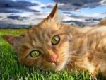 Çimen gözlü kedi