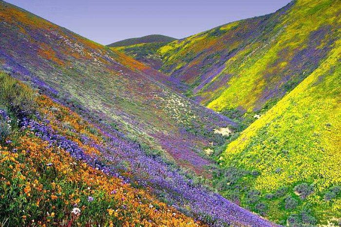 Çiçekli Dağlar