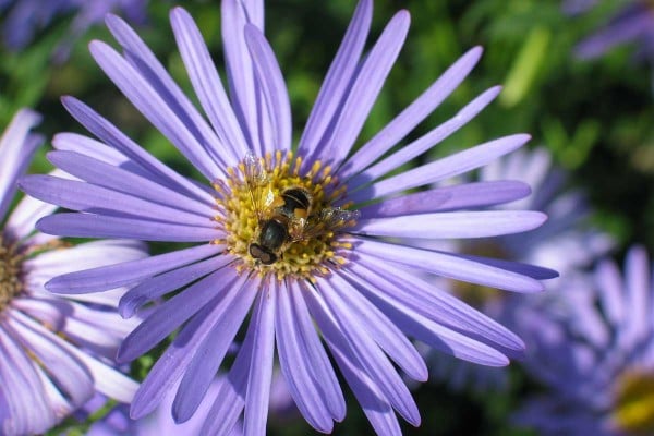 Çiçekli arı resmi