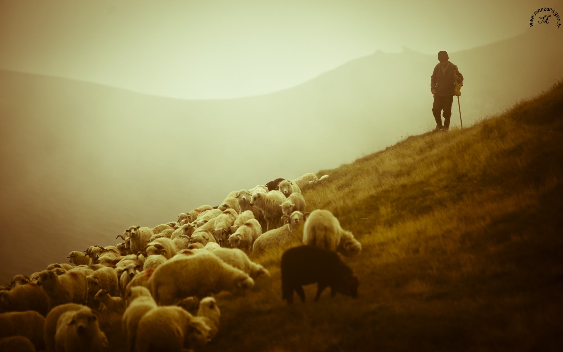 Çoban ve Sürüsü