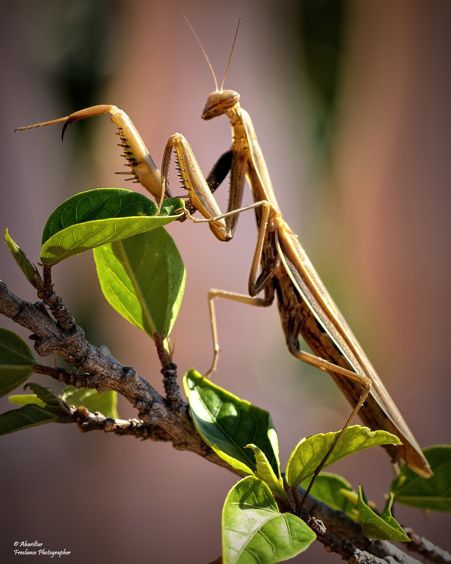 çekirge görüntüsü