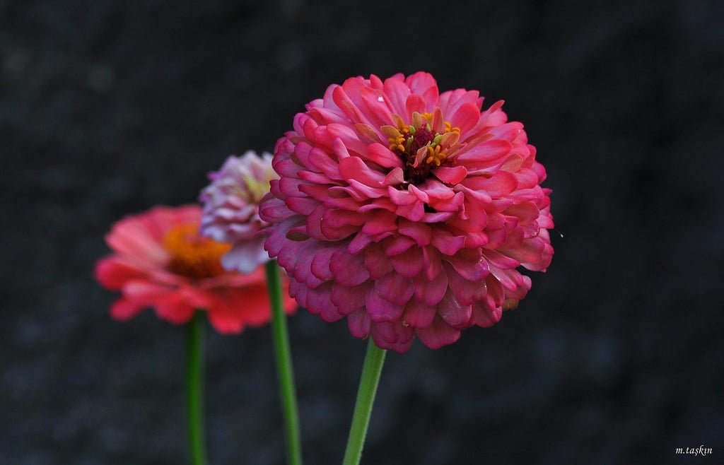 çiçek arka planları - 2