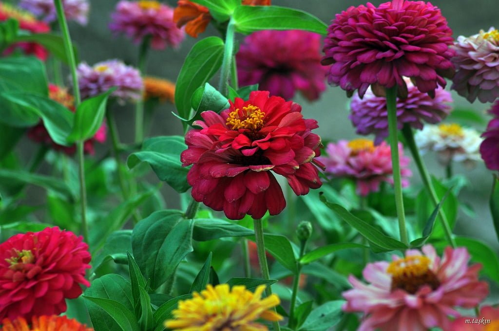 çiçek arka planları