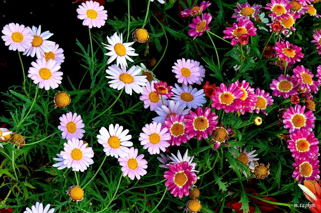 çiçek fotoğrafları – 10