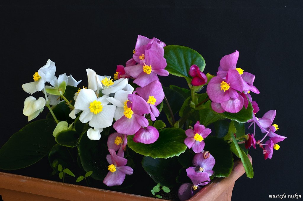 çiçek fotoğrafları - 2