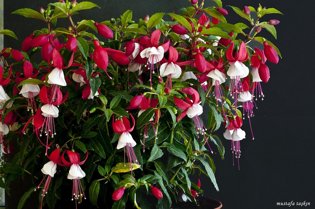 çiçek fotoğrafları - 3