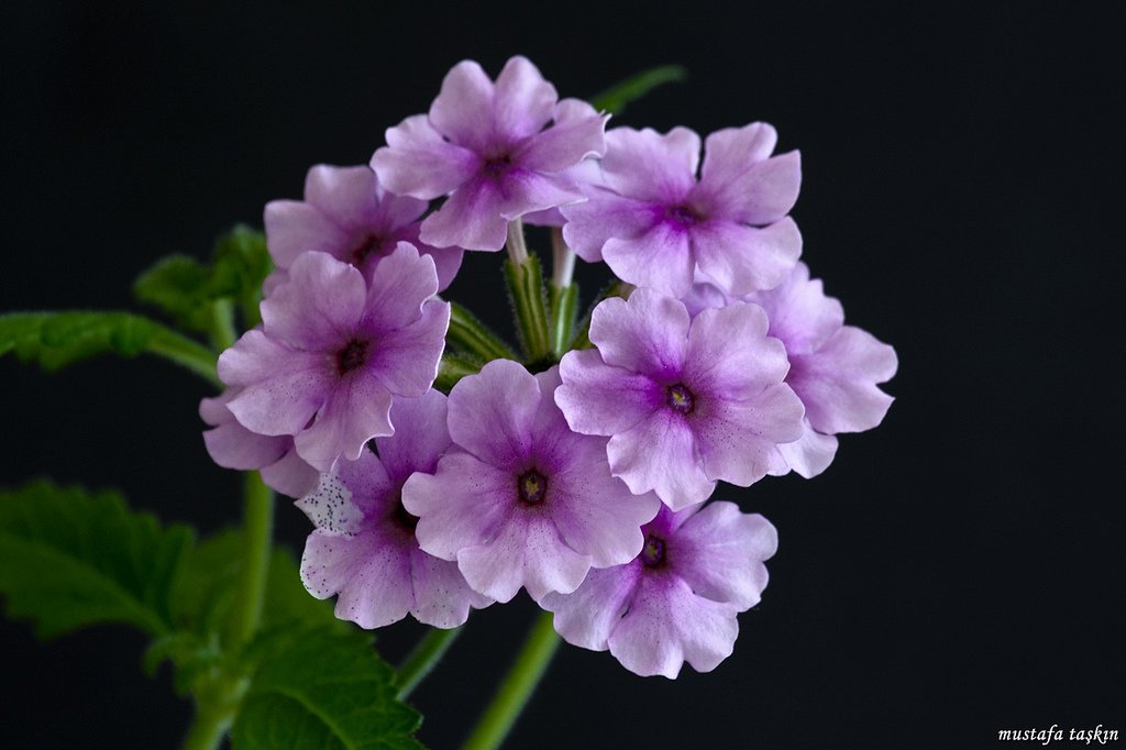 çiçek fotoğrafları - 4